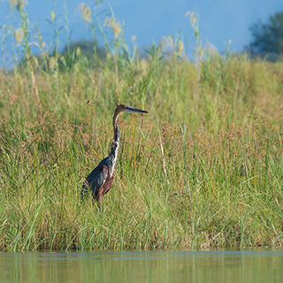 Lower Zambezi - Goliath heron